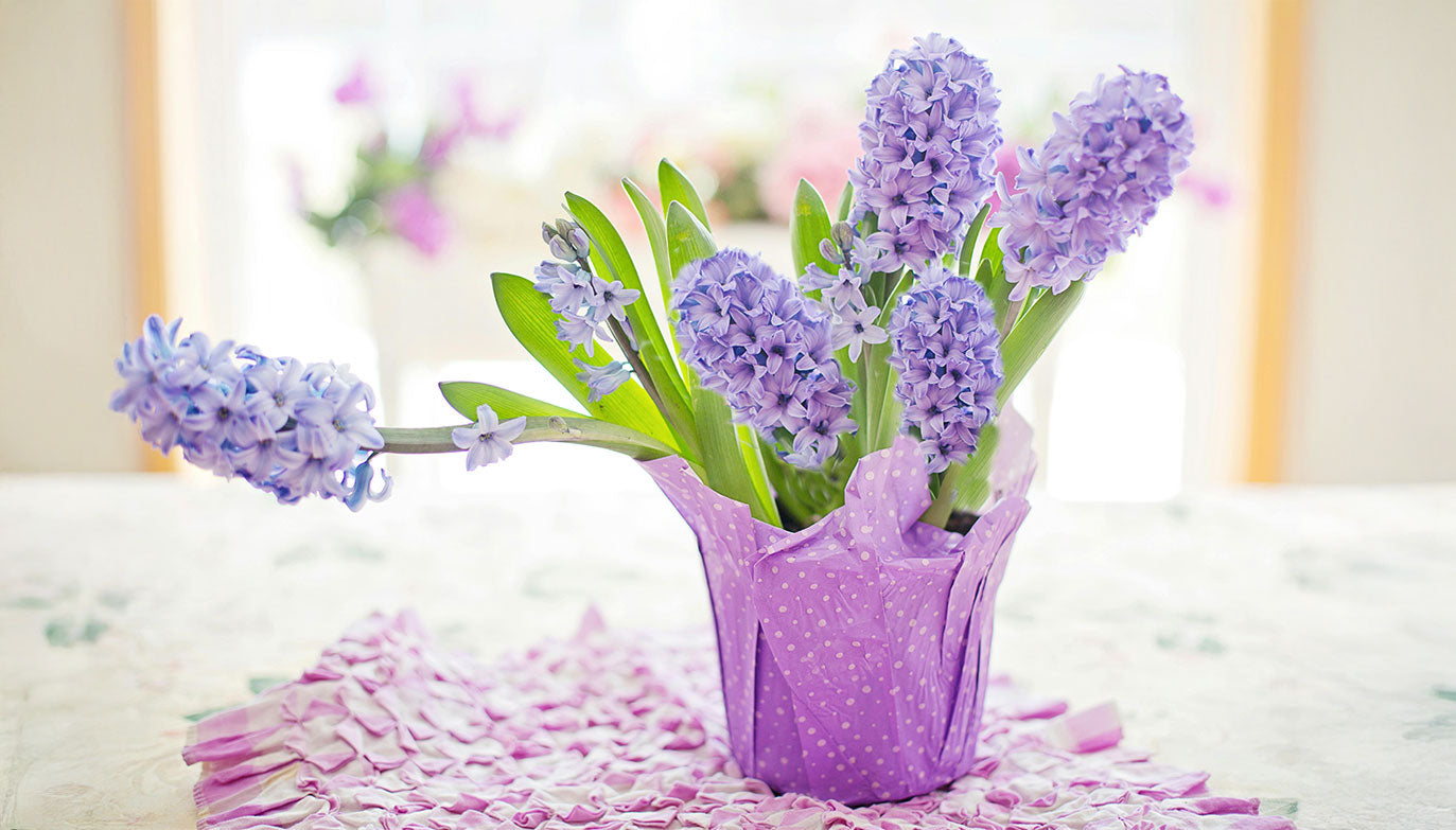 Unser saisonaler Blumen-Kalender bietet Ihnen einen Überblick über die schönsten Blüten, geordnet nach Jahreszeiten.